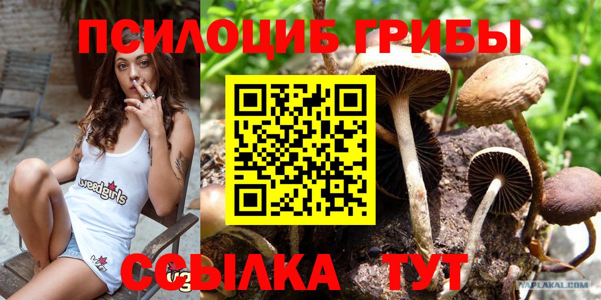 Галлюциногенные грибы Psilocybine cubensis Киселёвск